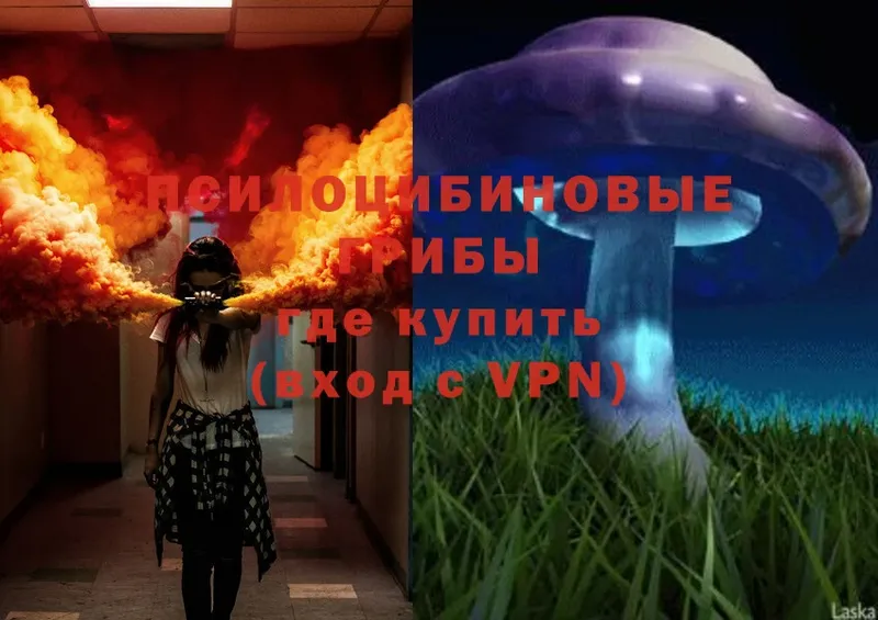 Псилоцибиновые грибы Psilocybe  Бежецк 